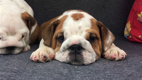 bulldog inglese allevamenti